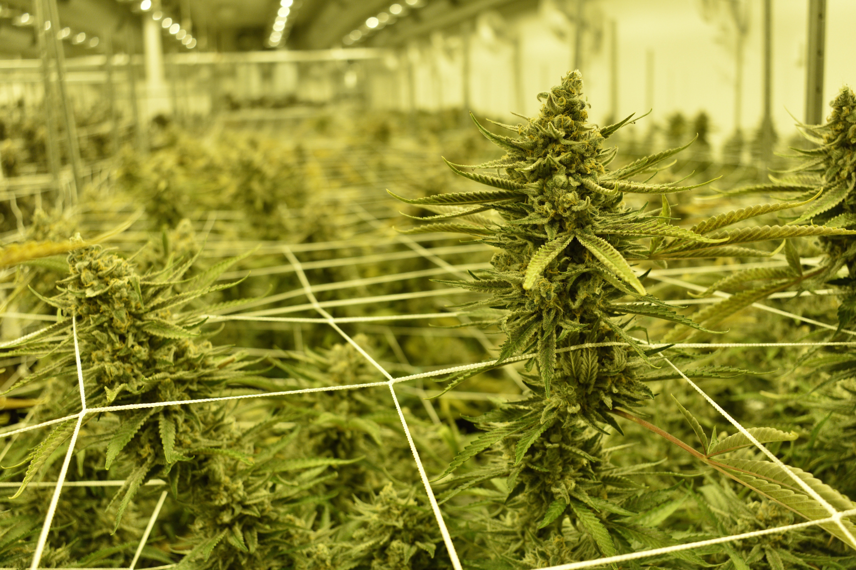 GrizPeakDoubleDreamGrizzlyPeak_003